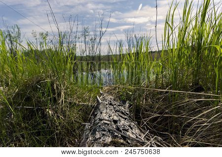 Proto On The Edge Of The Forest Overgrown With Small Shrubs And Dense Grass Against A Blue Cloudy Sk