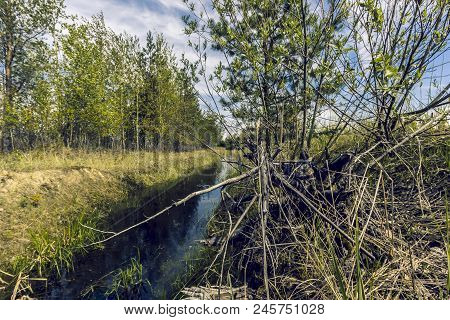 Proto On The Edge Of The Forest Overgrown With Small Shrubs And Dense Grass Against A Blue Cloudy Sk