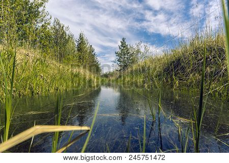 Proto On The Edge Of The Forest Overgrown With Small Shrubs And Dense Grass Against A Blue Cloudy Sk