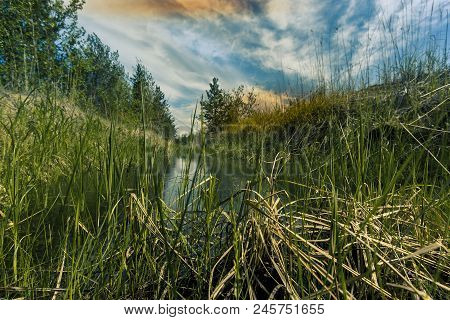 Proto On The Edge Of The Forest Overgrown With Small Shrubs And Dense Grass Against A Blue Cloudy Sk