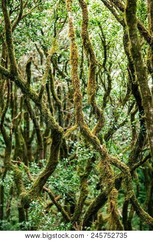 Laurel Forest Landscape. Nature Background. Anaga Country Park, Biosphere Reserve, Tenerife, Canary 