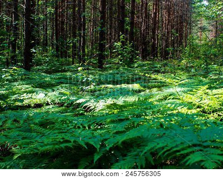Pine Forest. Ferns In The Foreground, The Sun Illuminates The Ferns. Ferns Are Green. The Trunks Of 