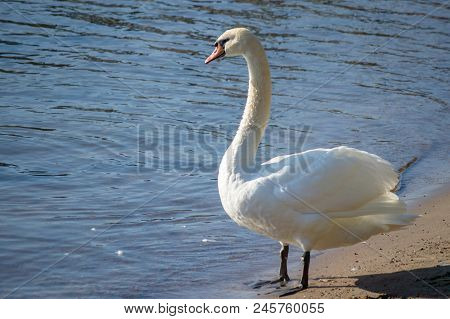 The Mute Swan (cygnus Olor) Next To The Sea.