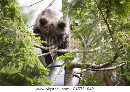 Brown Bear Cub Scared And Stuck Up In Spruce Tree Forest