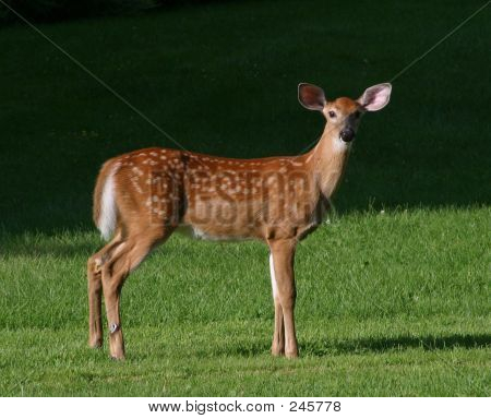 Le cerf de Virginie fauve
