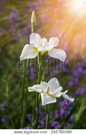 White Iris Flowers Macro In The Sunlight On Natural Green Background. Beautiful Iris Blossom. Bloomi