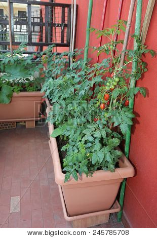 Many Red Ripe Tomatoes Cherry Type Grown In Pots On The Terrace In The Home Of A Condominium