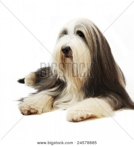 Schäferhund 4 Jahren an einem weißen Hintergrund