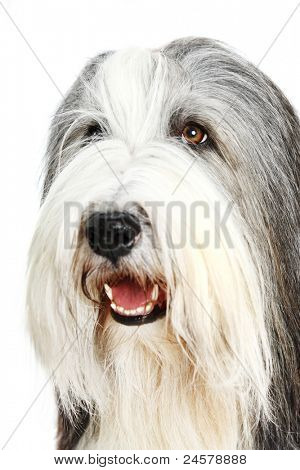 Schäferhund 4 Jahre vor einem weißen Hintergrund
