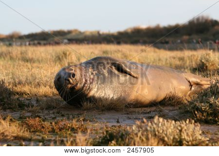 Donna Nook, vahşi gri foklar