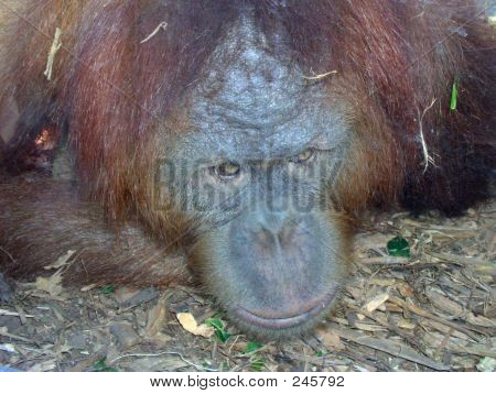Orangutan