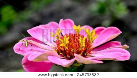 Insect On Gerbera Daisy, Image Of A