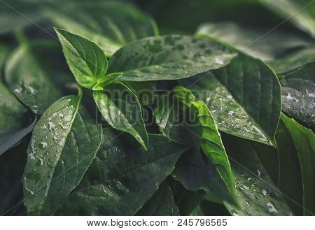 Abstract Vintage Green Basil Leaf Flat Lay On Table Top View Background Concept For Minimal Creative