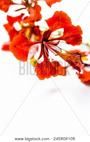 Close Up Of Flowers Of Flame Tree Or Peacock Tree Isolated On White Also  Known As Gulmohor Or Goolm
