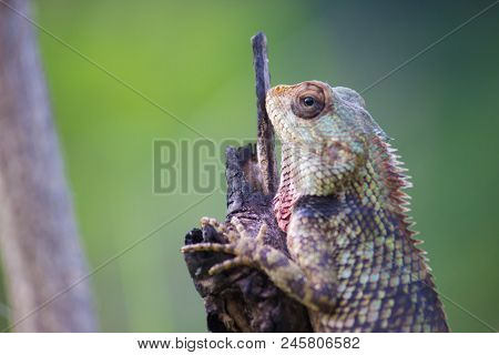 A Plant Lizard Sitting On A Tree Log