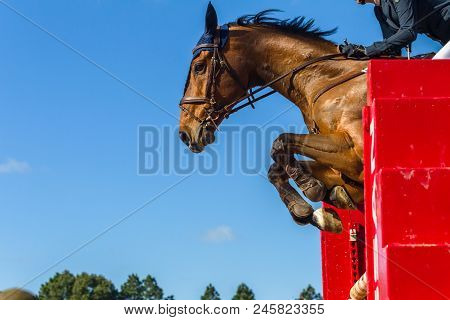 Show Jumping Horse Rider Closeup Action
