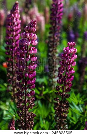 Meadow With Blue Lupins In Begin Of Summer. Lupinus Perennis