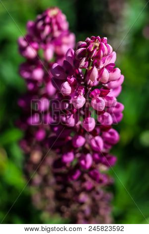Meadow With Blue Lupins In Begin Of Summer. Lupinus Perennis