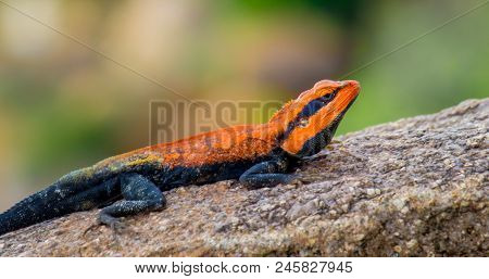 The Rock Agama Lizard On The Rock In Its Natural Habitat With A Nice Soft Green Background