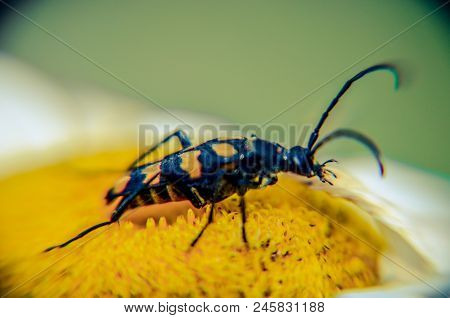 Rutpela Maculata Or Spotted Longhorn In His Natural Environment On A Daisy Extreme Closeup