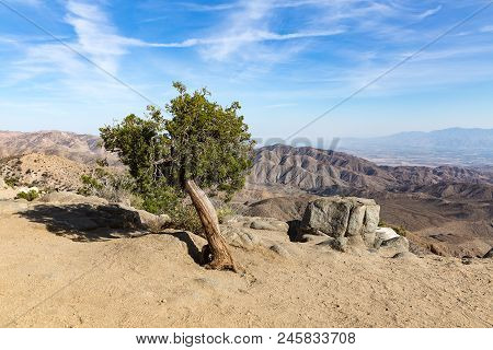 Yucca Palm In Joshua Tree National Park, San Andreas Fault, California, Usa