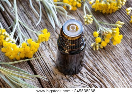 A Bottle Of Essential Oil With Fresh Blooming Helichrysum Italicum Plant