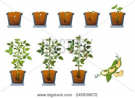 Soy Beans Seed Sprout In Pot Icons Set. Flat Illustration Of 9 Soy Beans Seed Sprout In Pot Vector I