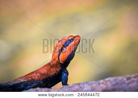 The Rock Agama Sitting On The Rock In Its Natural Habitat With A Nice Yellow Soft Background