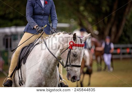 A Show Horse Being Ridden Around The Arena Of A Country Show For Judging