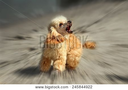 Angry Barking Dog Attack On The  Blurred Background. Doggy Grin.