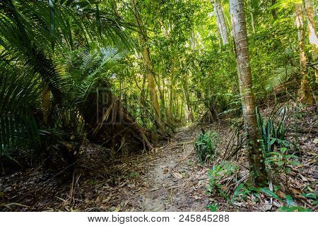 Jungle Trekking To Secret Beach
