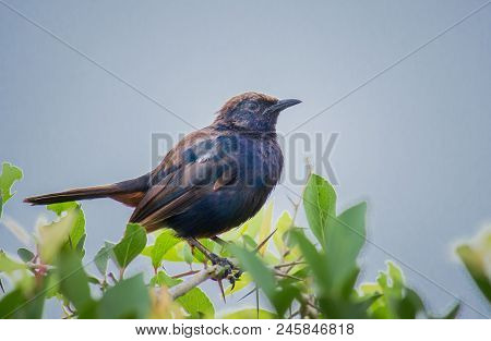 A Cowbird Sitting On The Leaves Of A Plant