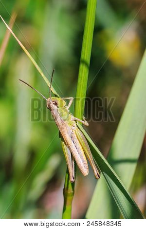 Grasshopper Sits On The Grass Close-up. Macro Photo Of A Grasshopper Sitting On A Sheet. Locust Sitt