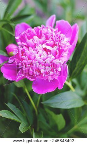 Pink Peony Flowers In The Garden Close Up