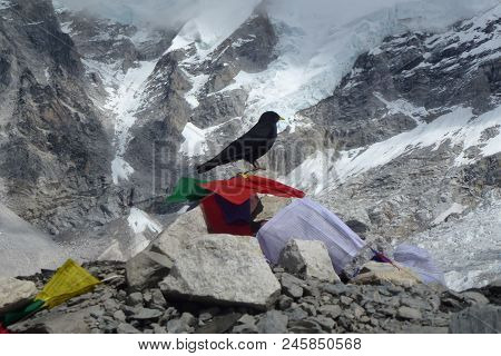 Crow With Prayer Flags At The Ebc, Everest Base Camp Trek, Nepal