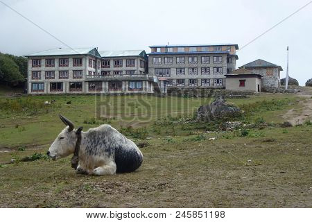 Cows Resting At The Tengboche Monastery, Everest Base Camp Trek, Nepal
