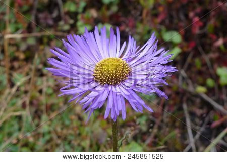 Purple Aster Flower In Namche Bazaar, Everest Base Camp Trek, Nepal