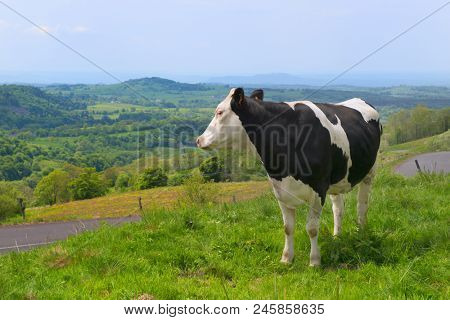 Typical cows in French Auvergne