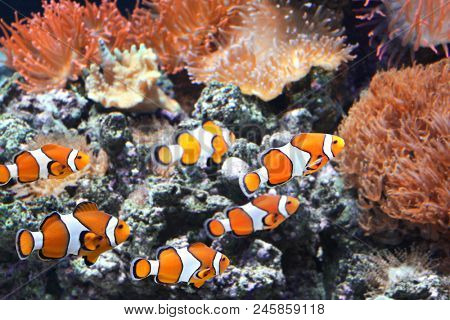 Tropical sea anemone and clown fish (Amphiprion percula) in marine aquarium