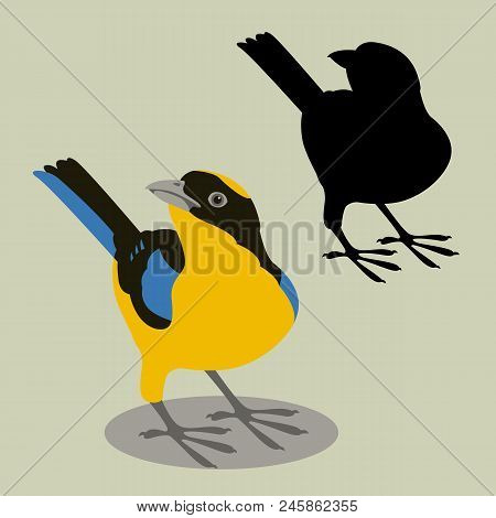 Blue - Winged Mountain Tanager Vector Illustration Flat Style Black Silhouette