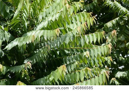 Fresh Green Phyllanthus Acidus Leaf In Nature Garden
