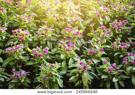 Close Up Gomphrena Globosa Flower In Nature Garden
