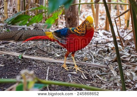 Brightly Coloured Male Golden Pheasant (chrysolophus Pictus) Seeking Shade From The Midday Sun