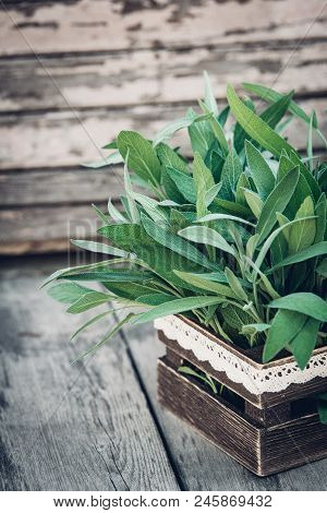 Salvia Officinalis. Sage Leaves On Old Wooden Table. Garden Sage. Rustic Wooden Box And Handmade Lac