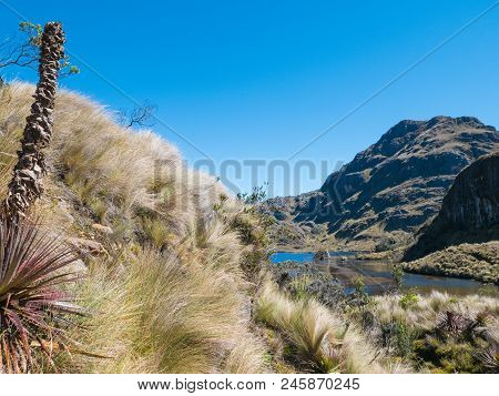 Typical Vegetation Of The Cajas Park Cuenca Ecuador