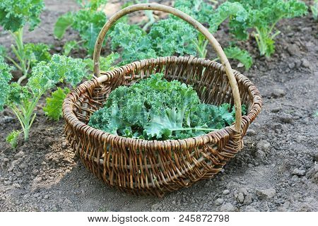 Young Kale Growing In The Vegetable Garden. Gardener Picking Leaves In Basket .