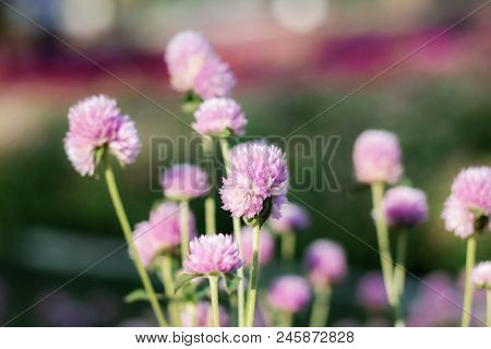 Amaranth Flowers In The Garden With Sunlight.