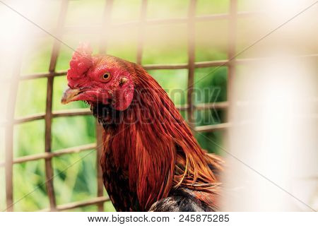 Gamecock In A Bamboo Cage Of Farm.