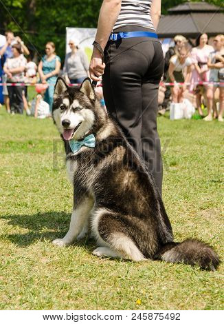 Komsomolsk-on-amur, Russia - June 2, 2018: Amateur Dog Show In The City Park. Public Open. Open Air.