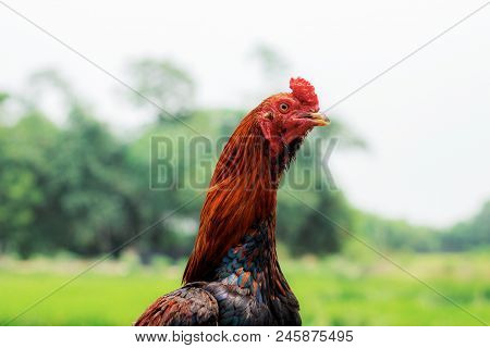 Gamecock Of Farm In The Countryside At Sky.